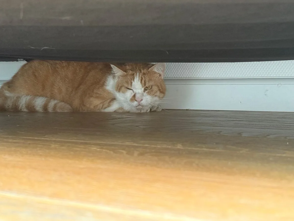 Kat Taco verstopt onder de bank tijdens een oppasbezoek