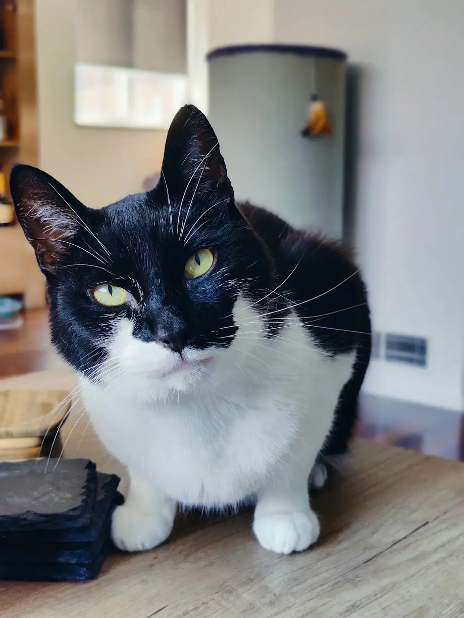 Gizmo, een kat van Christian