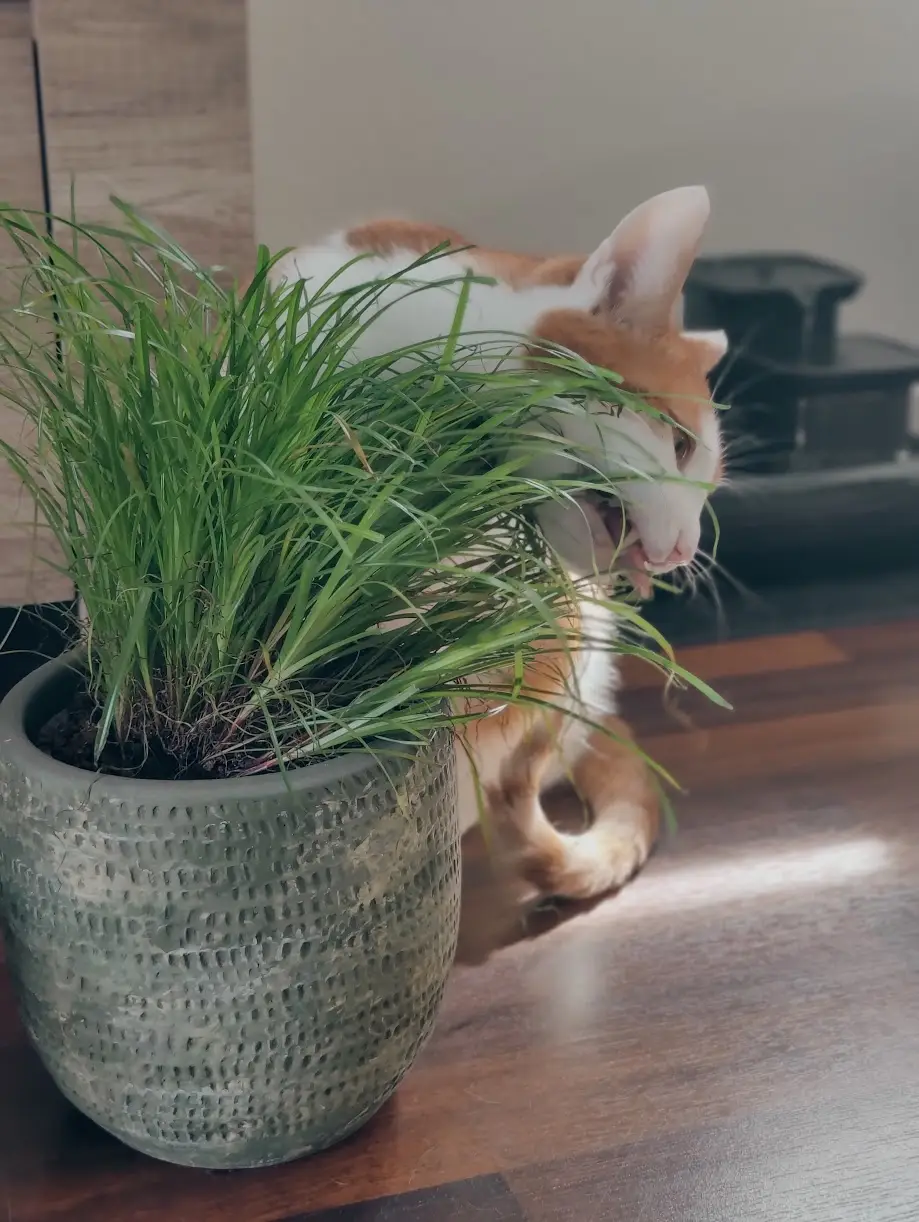 Pablo, een kat van Christian