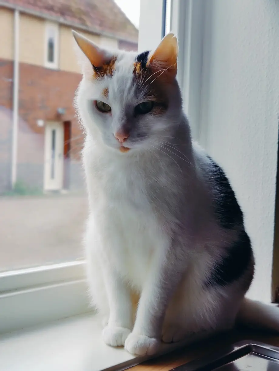 Pascha, een kat van Christian